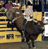 picture of bull riding