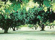 picture of some fig trees
