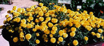 Picture of Marigolds