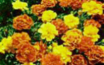 Picture of Marigolds