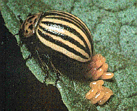 Picture of a Potato Bug